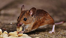 hospital-and-healthcare-facility-pest-management Experts in Grosse Pointe Farms